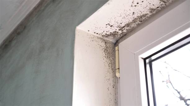 Best Residential Mold Remediation in Providence, KY