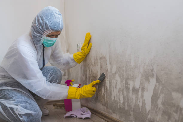 Best Industrial Mold Remediation in Providence, KY