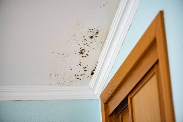 Best Emergency Mold Remediation in Providence, KY