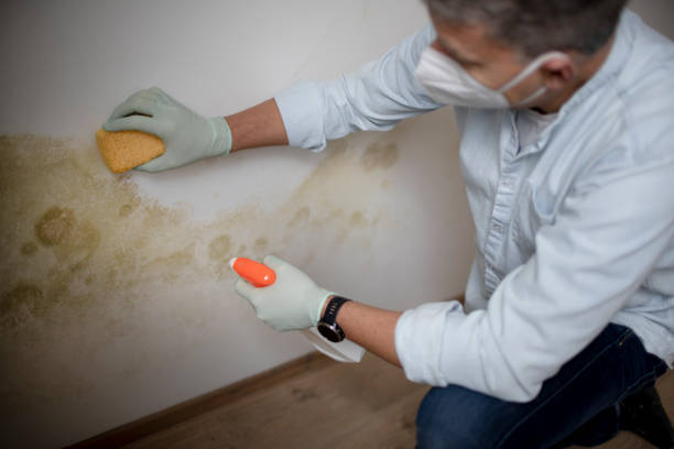 Best Crawl Space Mold Remediation in Providence, KY