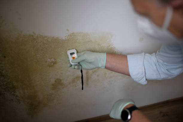 Best Basement Mold Remediation in Providence, KY