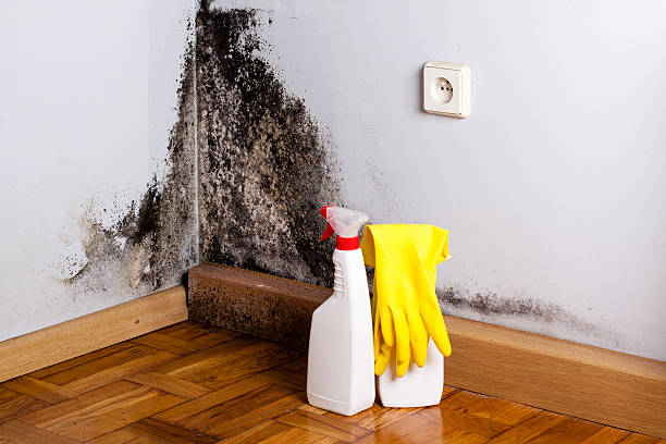 Best Mold Remediation for Specific Building Types in Providence, KY